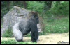 1356434754_1469575949.gif