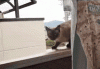 sprong.gif