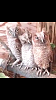 IMG_1588.PNG